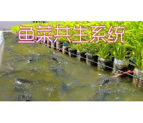 鱼菜共生生态搭建 三分地种出数百斤鱼数百斤菜 惊人的农业技术