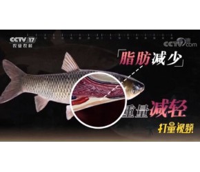 太厉害！养殖普通鱼类也能卖出高价，小伙赚钱有“绝招”