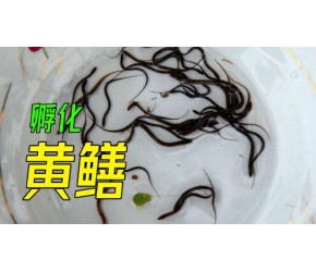 黄鳝的养殖过程，高超的人工繁殖技术