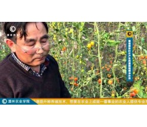 蔬菜种植之西红柿番茄病症诊断
