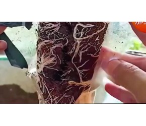 树枝 生根 种植小技巧 种植技术 农业技术[高清版]