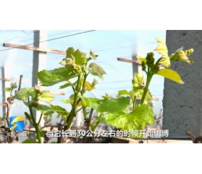 聊城阳谷：农业技术员当“主播” 科学指导生产