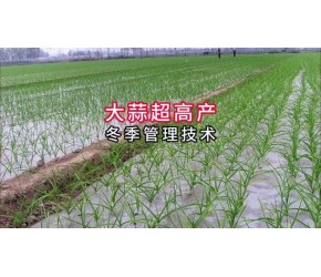 大蒜超高产冬季管理 #分享农业知识帮农民增产增收