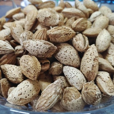 【生原料】生巴旦木 龙果 带壳原味杏原料一件代发批发满包邮图2