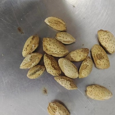 【生原料】生巴旦木 龙果 带壳原味杏原料一件代发批发满包邮图4